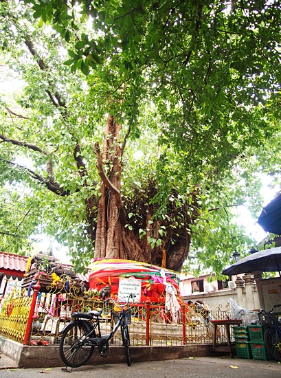 ต้นไม้เก่าแก่ร้อยปีใน กทม.