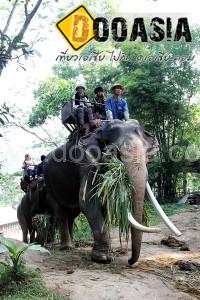 maesa-elephant-camp (2)