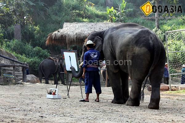 maesa-elephant-camp (21)