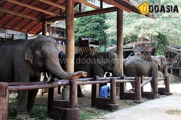 maesa-elephant-camp (32)