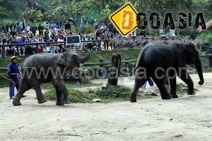 maesa-elephant-camp (8)