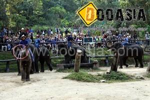 maesa-elephant-camp (9)