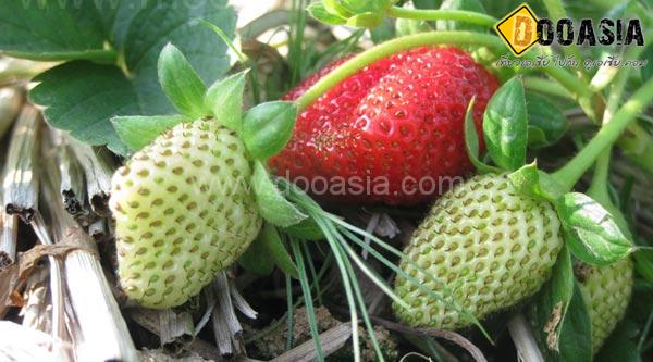 strawberry-maesai (19)