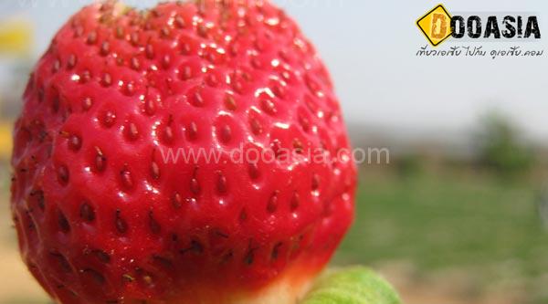 strawberry-maesai (26)