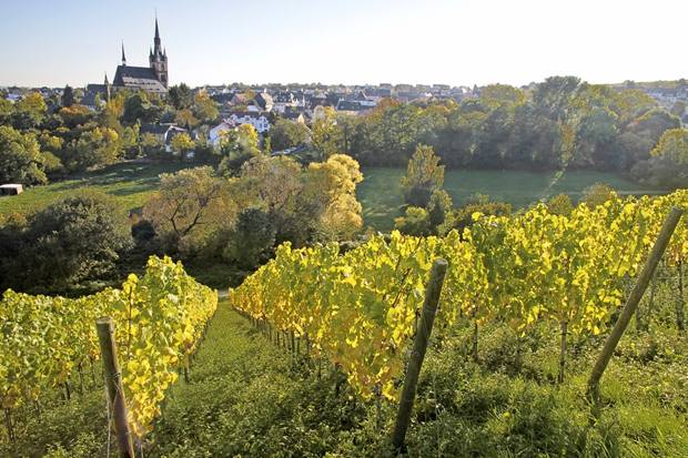 View from the vineyard to Kiedrich, Rheingau, Hesse, Germany
