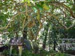 อุทยานแห่งชาติน้ำตกพริ้ว