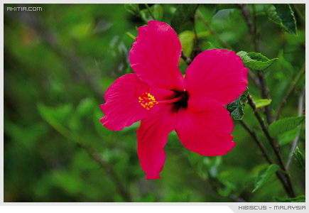 hibiscus-malaysia