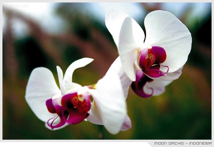 moon-orchid-indonesia