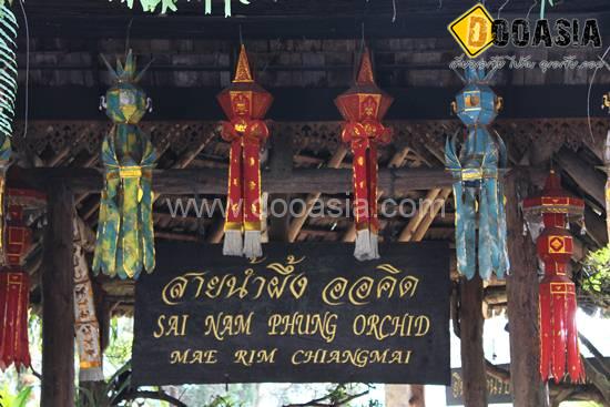 sainamphueng (46)