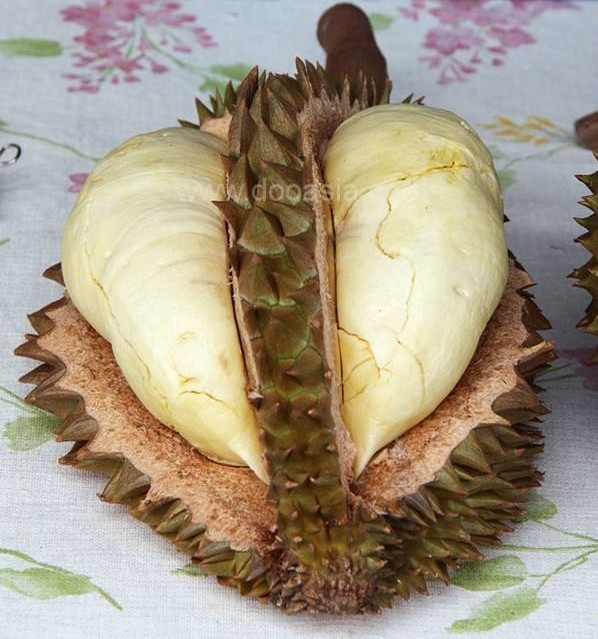 durianfestival (57)