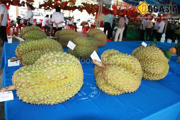 durianfestival (7)