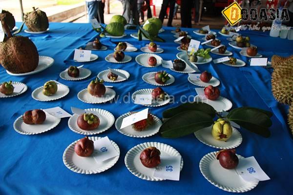 durianfestival (8)