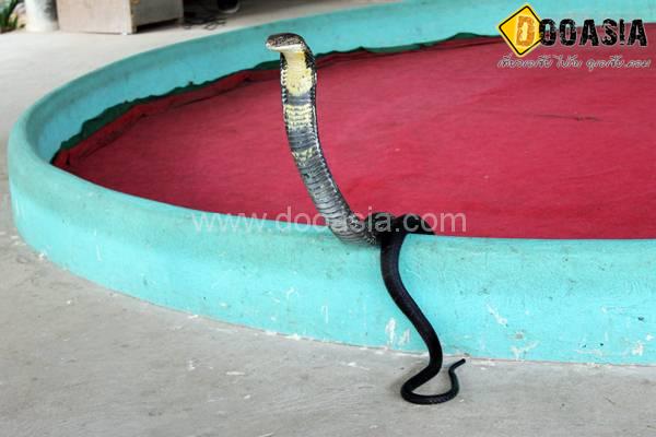 king-cobra (19)