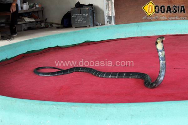 king-cobra (20)