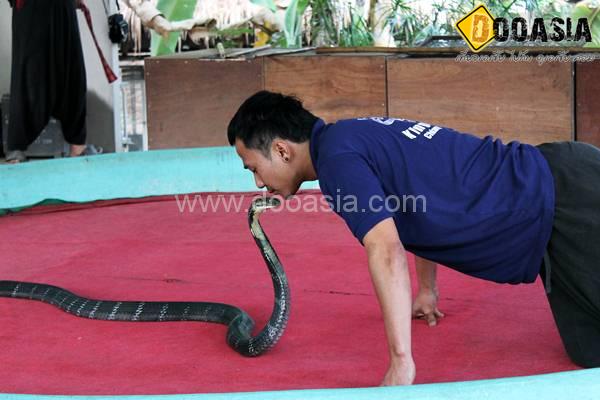 king-cobra (21)