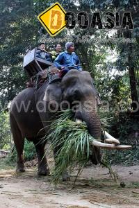 maesa-elephant-camp (1)