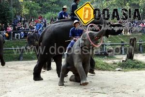 maesa-elephant-camp (10)