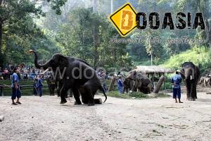 maesa-elephant-camp (11)