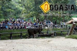 maesa-elephant-camp (16)