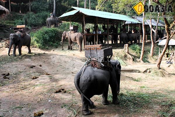 maesa-elephant-camp (20)