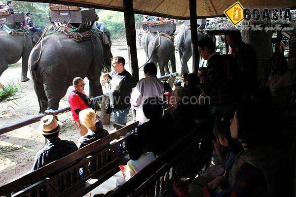 maesa-elephant-camp (3)