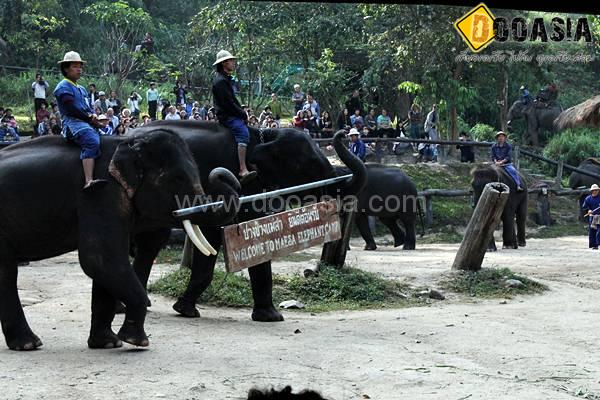 maesa-elephant-camp (4)