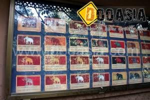 maesa-elephant-camp (40)