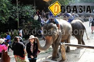 maesa-elephant-camp (49)