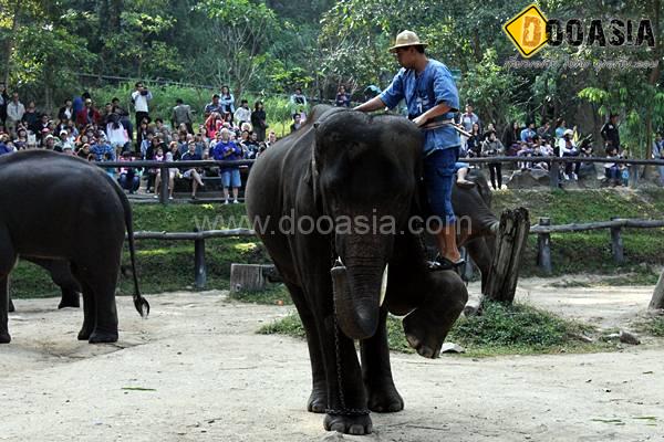 maesa-elephant-camp (5)