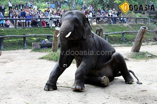 maesa-elephant-camp (6)