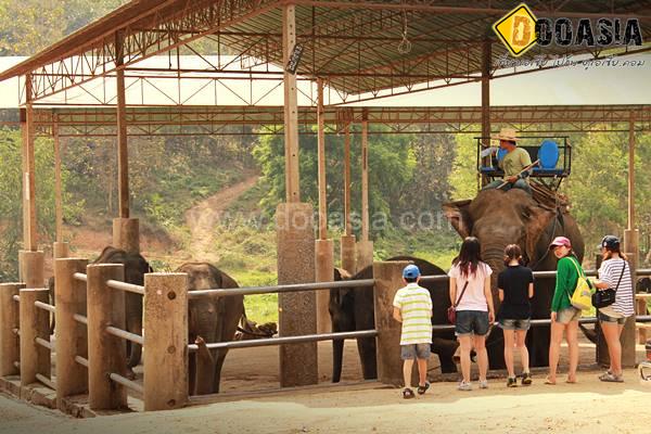 maetang-elephant-camp (13)