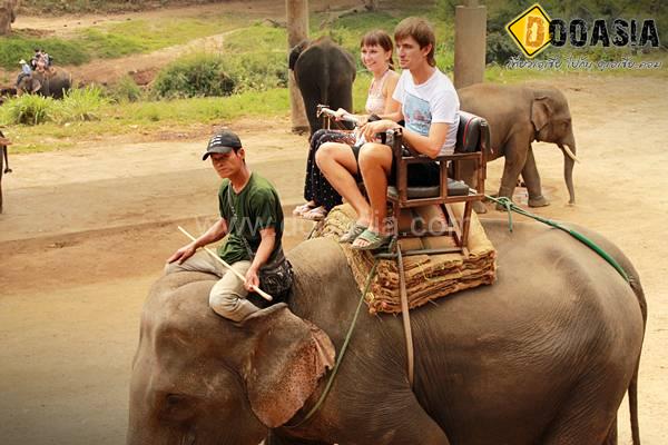 maetang-elephant-camp (24)