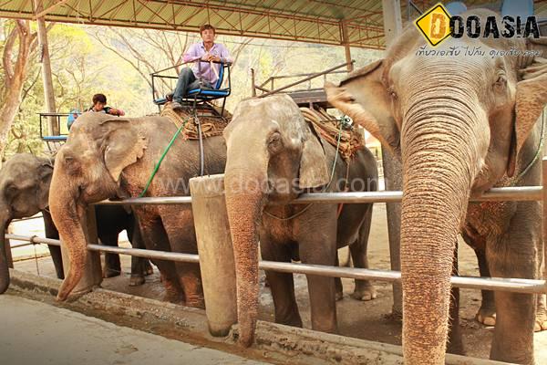 maetang-elephant-camp (29)