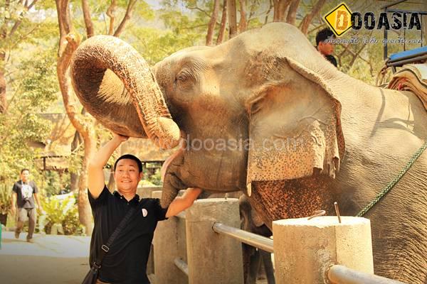 maetang-elephant-camp (32)