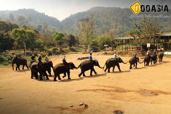 maetang-elephant-camp (46)