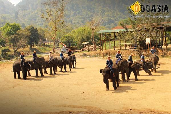 maetang-elephant-camp (47)