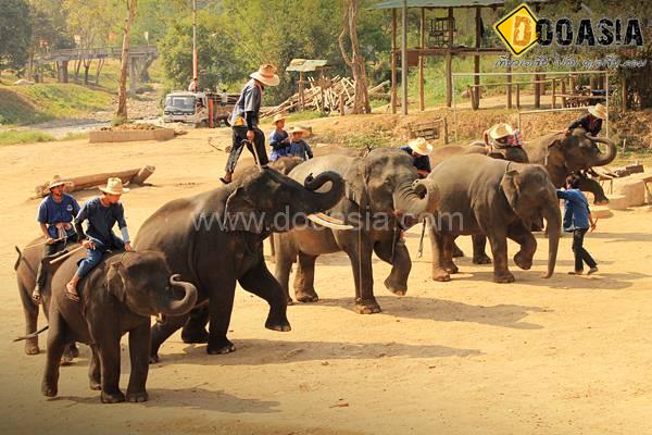 maetang-elephant-camp (49)