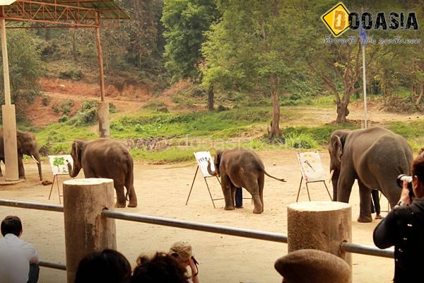 maetang-elephant-camp (7)