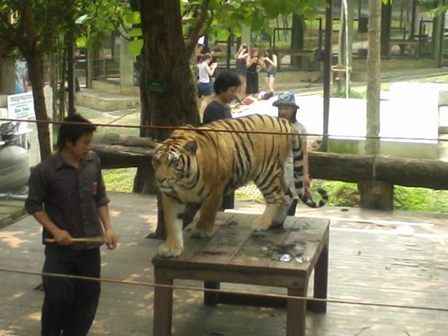 tiger-king (3)