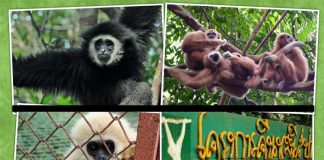 เที่ยวเชิงอนุรักษ์ โครงการคืนชะนีสู่ป่า จ.ภูเก็ต