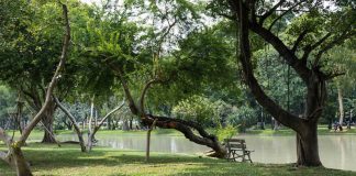 สวนจตุจักร