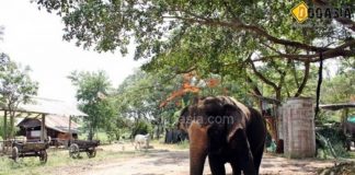 หมู่บ้านช้างพัทยา