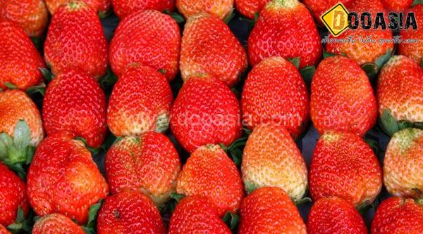 strawberry-maesai (11)