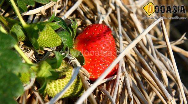 strawberry-maesai (4)
