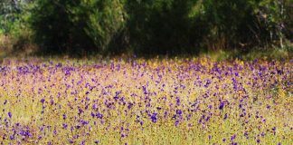 อลังการทุ่งดอกไม้ที่ผาแต้ม