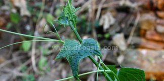 ยอดฟักแม้ว กินบนดอย อร่อยดี