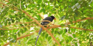 เขตรักษาพันธุ์สัตว์ป่าห้วยขาแข้ง