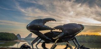 เที่ยวเทศกาลอาหาร ณ ลานปูดำ และเดินชิลชิลที่ถนนคนเดิน จ.กระบี่