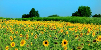 ชมดอกทานตะวันบาน ณ ทุ่งจำปี จ.ลพบุรี