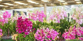 ซูเปอร์มาร์เก็ตกล้วยไม้ แห่งเดียวในประเทศไทย